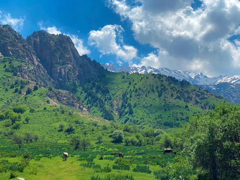 Green mountain slopes and snowy peaks in the Tashkent region